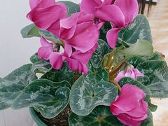 -丽泽山庄·生态怀柔菜·虹鳟鱼(红螺寺店)