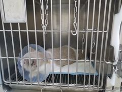 -中农国际动物医院24小时·猫科·骨科·急重症中心