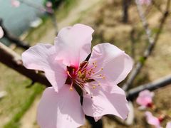 -大兴滨河森林公园