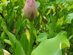 -白塘生态植物园