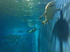 -北戴河圣蓝海洋公园