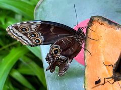 -阿提斯皇家动物园