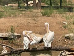 -鄂尔多斯野生动物园