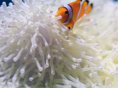 -海合安武汉极地海洋公园