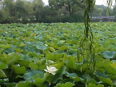 -无锡蠡湖国家湿地公园-蠡园