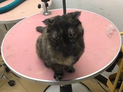 -1013 PET SHOP精品宠物商店(丁香店)