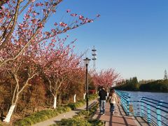 -高东镇樱花园