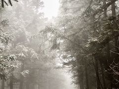 -武陵山森林公园