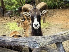 -海南热带野生动植物园