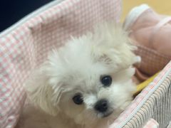 -瑞派宠物医院·24小时骨科·心脏·核磁(哈尔滨南岗店)