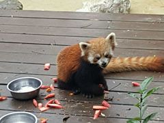 -成都大熊猫繁育研究基地