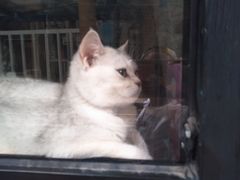 -小洲村