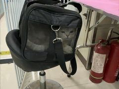 -北京观赏动物医院·24小时大型综合·猫专科·异宠专科