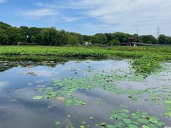 -荷塘月色湿地公园·向阳花洲