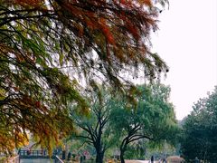 -上海共青森林公园