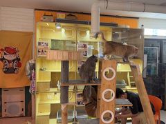 -平行世界·猫咖(首经贸店)