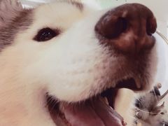 -Husky Go! 哈士奇体验馆·宠物咖啡厅狗咖