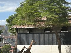 -灵玲国际马戏城