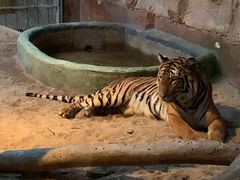 -清迈夜间动物园