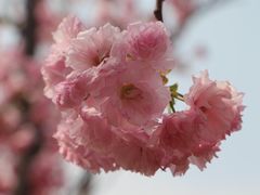 -天适樱花悠乐园