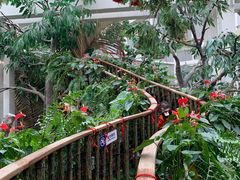 -正佳雨林生态植物园