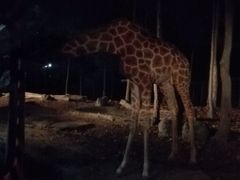 -清迈夜间动物园