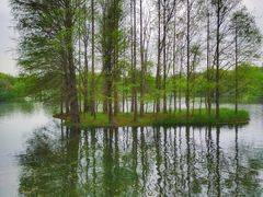 -上海共青森林公园