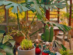 -谷咖啡·鲜花绿植花园餐厅