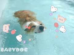 -BABYDOG宝贝狗宠物乐园(欧洲城店)