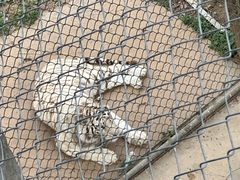 -石家庄市动物园