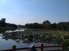 -新江湾城公园