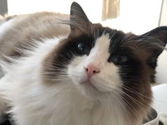 -Catmate·猫肥家润(金润铂宫店)