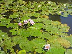 -墨尔本皇家植物园