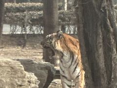 -秦皇岛野生动物园