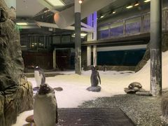 -悉尼海洋生物水族馆