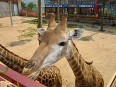 -西霞口神雕山野生动物世界