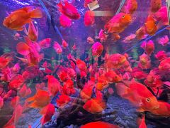 -怡咖啡海鲜自助餐厅(浦东香格里拉店)