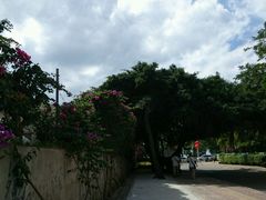 -龙泉人椰子鸡.糟粕醋.海南菜(三亚旗舰店)