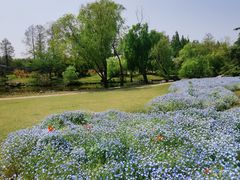 -上海滨江森林公园