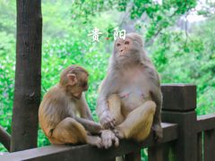 -黔灵山公园