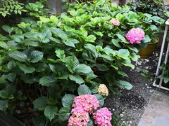 -宝翠花园餐厅(沙湖店)