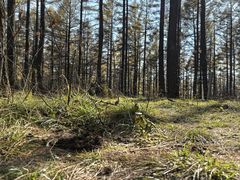 -塞罕坝国家级自然保护区