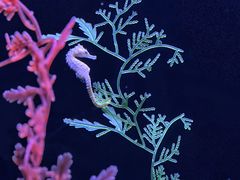 -上海海洋水族馆