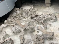 -自贡恐龙博物馆