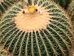 -深圳仙湖植物园
