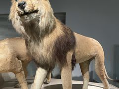 -Behring World of Animals(上海自然博物馆店)