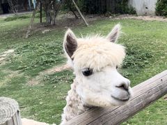 -常州淹城野生动物世界