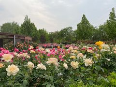 -坝河休闲公园