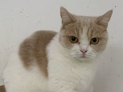 -喵的天空名猫咖啡馆·撸猫·猫舍·用品