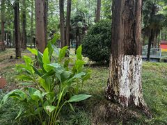 -黄海国家森林公园